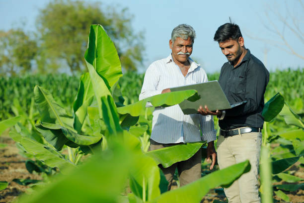 junger indischer landwirt mit agronom auf bananenfeld - farmer rural scene laptop computer stock-fotos und bilder