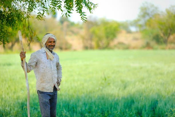 istock Young Indian farmer standing at wheat field 1316735390