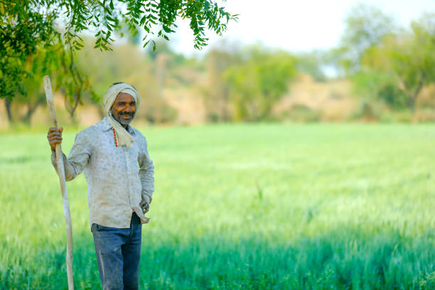 istock Young Indian farmer standing at wheat field 1316735426