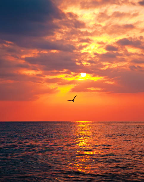 istock Seagull flying over the sea at sunset 1316735474