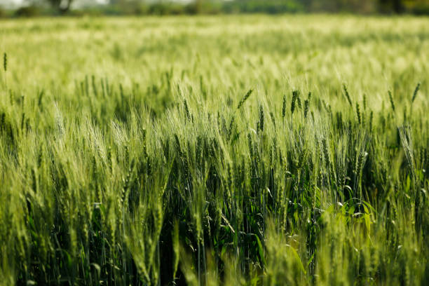 istock indian agriculture, wheat field India. 1316735481