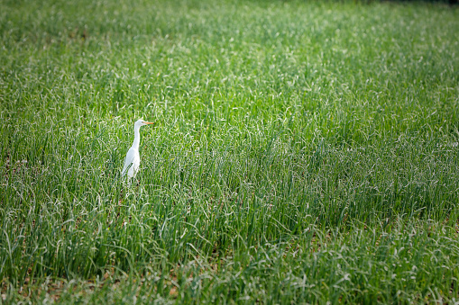 Flamingo birds standing in grass field