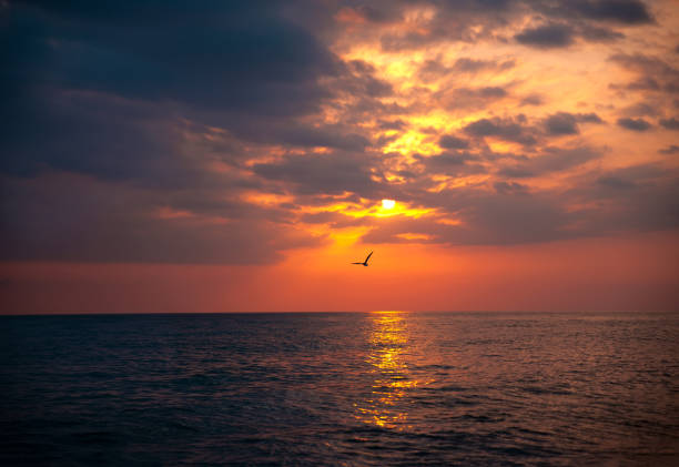 istock Seagull flying over the sea at sunset 1316735499