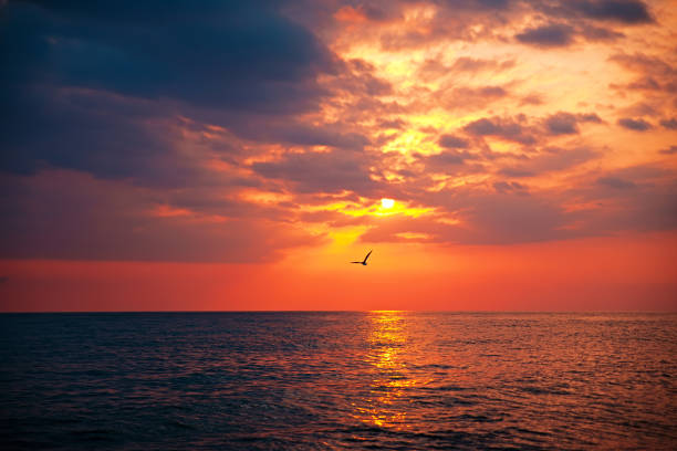 istock Seagull flying over the sea at sunset 1316735502