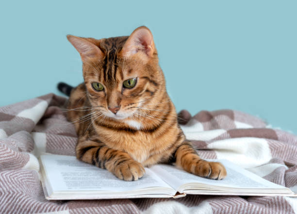 istock Adorable bengal cat carefully reads a book on a turquoise background 1316736088