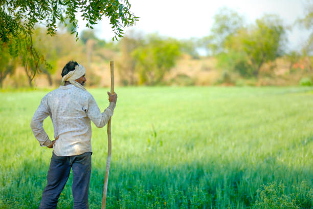 istock Young Indian farmer standing at wheat field 1316736171