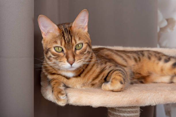 istock A cute Bengal cat is resting on top of a cat tree. Front view 1316736438