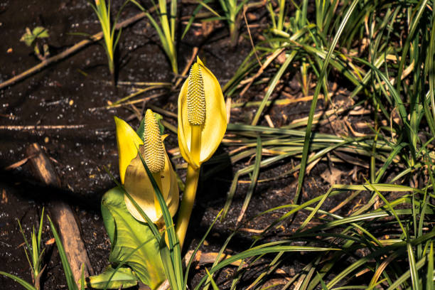 Lysichiton americanus, also called western skunk cabbage, yellow skunk cabbage or swamp lantern found in a small pond in Courtenay, Canada