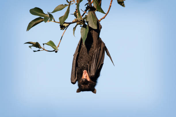 Scary wild bat hanging upside down. Australian Flying Fox. They are known to be carriers of ABLV lyssavirus or Hendra Virus Corona these two infections can pose a serious risk to human health Scary wild bat hanging upside down. Australian Flying Fox. They are known to be carriers of ABLV lyssavirus or Hendra Virus Corona these two infections can pose a serious risk to human health flying fox photos stock pictures, royalty-free photos & images