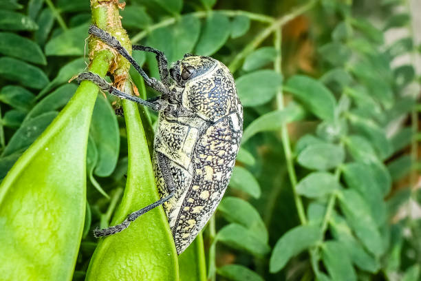 sulphurous jewel beetle insect in middle east, united arab emirates - middle east recreational pursuit abu dhabi united arab emirates imagens e fotografias de stock