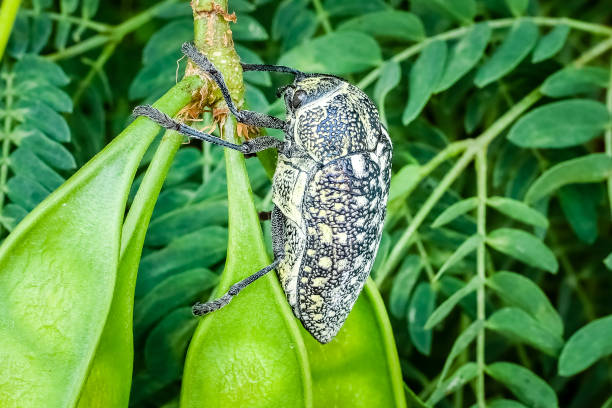 sulphurous jewel beetle insect in middle east, united arab emirates - middle east recreational pursuit abu dhabi united arab emirates imagens e fotografias de stock