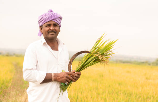 happy indian farmer holding sickle and paddy crop in hand - concept good crop yields due to monsoon rains. - traditional culture asia indigenous culture india imagens e fotografias de stock