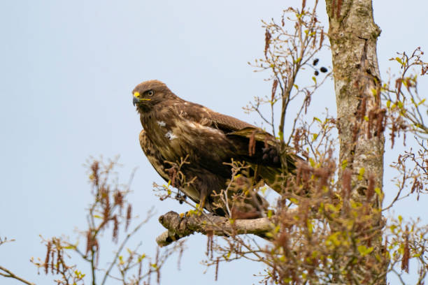 istock Impressive buzzard, buteo buteo, just landed on a branch in the spring with copy space. Dominant bird of prey is observing on a branch. Feathered animal with white and brown plumage. Blue sky 1316743884