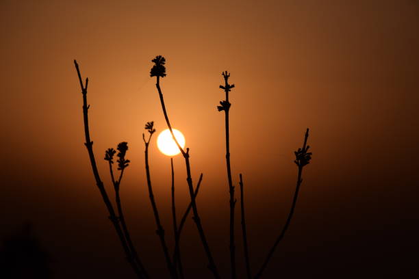 istock Wild big plant and sunset in background. orange sky. Selective focus, Selective Focus On Subject, Background Blur 1316743889