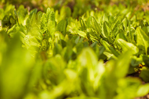 sorrel plants at spring farmland soil closeup