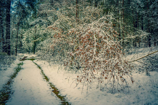 Road or path through the forest in Germany during the winter time.