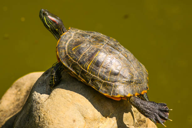 istock Turtle sunning on a log in the swamp doing funny yoga pose 1316746093