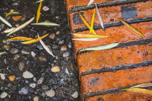 istock Fallen leaves on the ground in a rainy day 1316746206