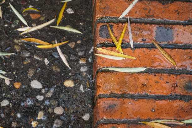 Fallen leaves on the ground in a rainy day