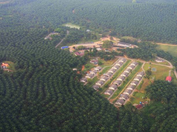 istock Dense palm tree plantations seen from an airplane window approaching Kuala Lumpur, Malaysia. 1316746291