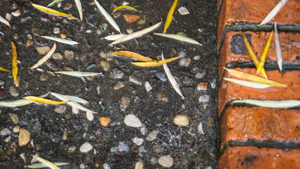 istock Fallen leaves on the ground in a rainy day 1316746357