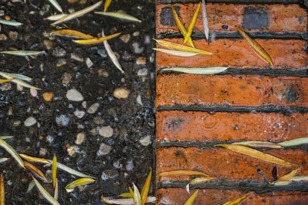 istock Fallen leaves on the ground in a rainy day 1316746456