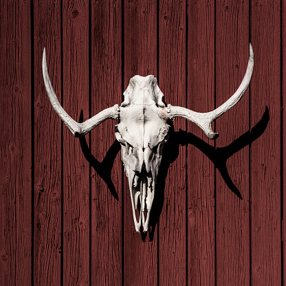 Close-up of a Reindeer skull on a red painted wooden building in Norway.