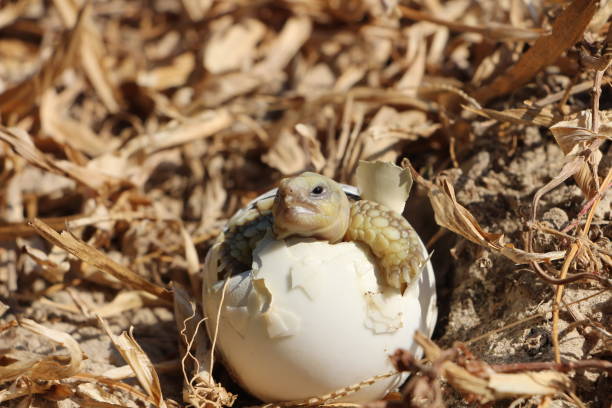 istock Africa spurred tortoise being born, Tortoise Hatching from Egg 1316747155