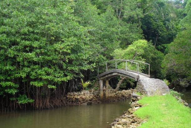 istock Small pond in a swampy area with a concrete bridge overlook. 1316747334