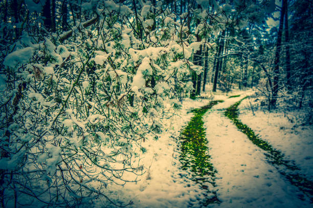 Road or path through the forest in Germany during the winter time.