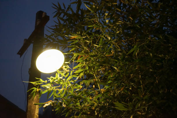 istock Street lights under the trees at night 1316747583