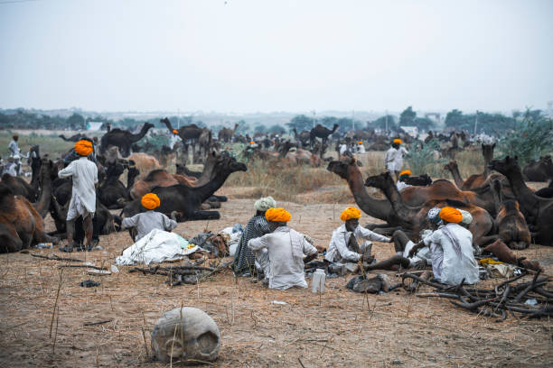 die pushkar camel fair - camel fair stock-fotos und bilder