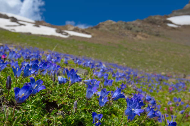 istock blue flowers field on a mount slope 1316748671