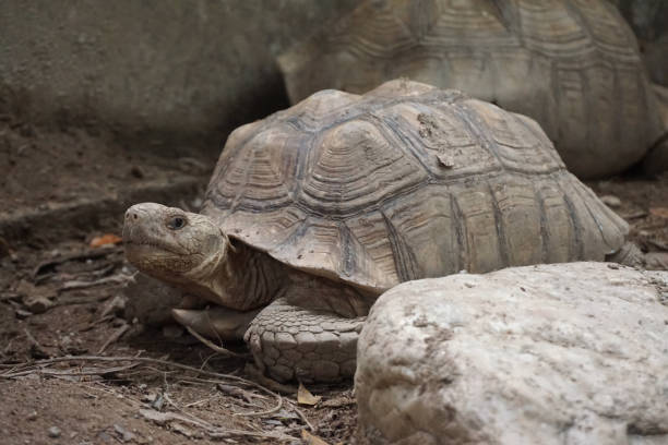 istock African Sulcata Tortoise Natural Habitat 1316748861