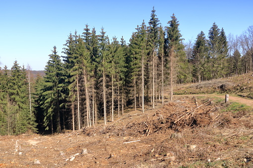 Pine tree forestry exploitation in a sunny day. The stumps and logs show that overexploitation leads to deforestation endangering environment and sustainability.