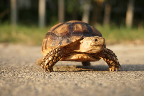 istock African Sulcata Tortoise Natural Habitat 1316749572