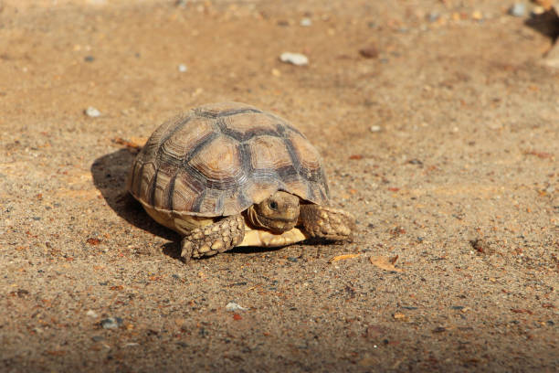 istock African Sulcata Tortoise Natural Habitat 1316749680