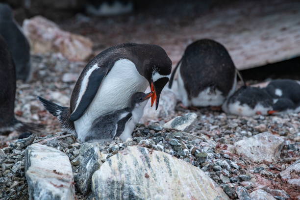 auf seinem felsigen nest sitzend, öffnet ein erwachsener gentoo-pinguin (pygoscelis papua) seinen schnabel, um sein immer hungriges küken zu füttern - pebble gentoo penguin antarctica penguin stock-fotos und bilder