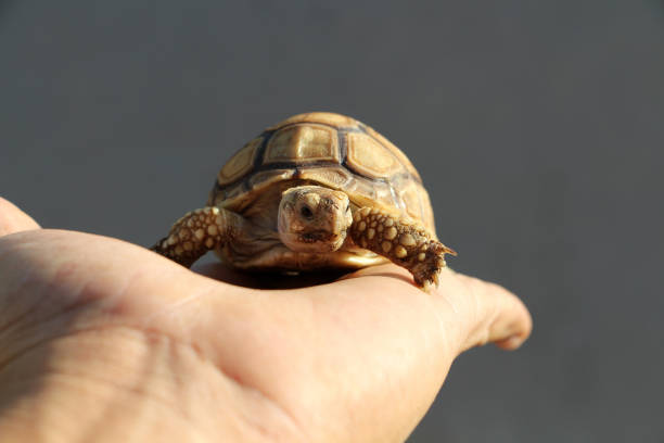 istock African Sulcata Tortoise Natural Habitat 1316749871