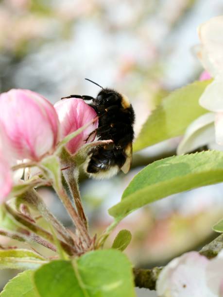 abejorro - bee apple tree flower single flower fotografías e imágenes de stock