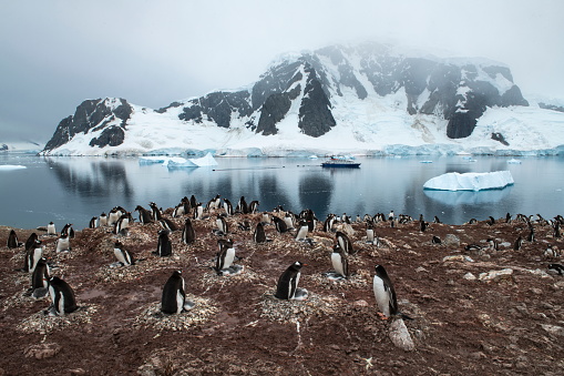 Danco Island, Errera Channel, Graham Land, Antarctic Peninsula, Antarctica