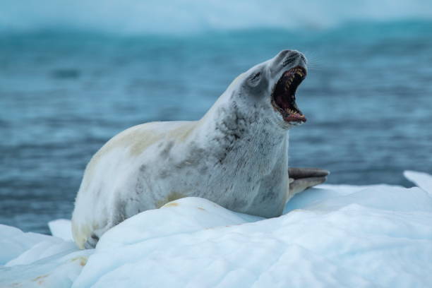 istock A crabeater seal (Lobodon carcinophaga) shows its impressive teeth while yawning and resting on an ice floe with open water in the background 1316750102