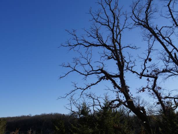 Silhouettes of leafless trees in winter season. Silhouettes of leafless trees in winter season. lake murray stock pictures, royalty-free photos & images