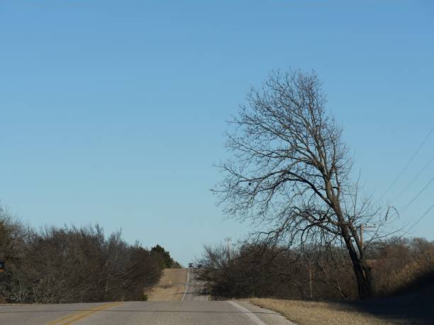 árbol solitario sin hojas en la carretera en invierno - lake murray fotografías e imágenes de stock