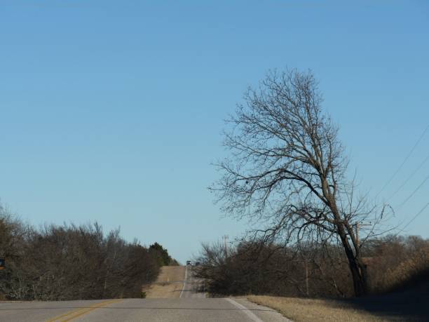 Lone leafless tree on the roadside in winter Lone leafless tree on the roadside in winter lake murray stock pictures, royalty-free photos & images