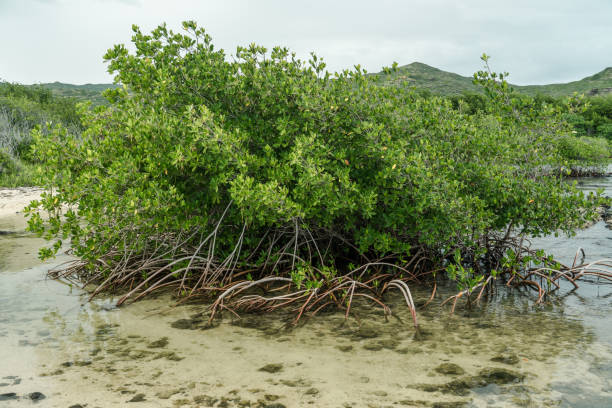 istock Rhizophora mangle, red mangrove at Kaiwi Shoreline Trail 1316752773