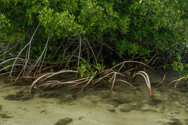 istock Rhizophora mangle, red mangrove at Kaiwi Shoreline Trail 1316752796