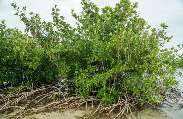 istock Rhizophora mangle, red mangrove at Kaiwi Shoreline Trail 1316752851