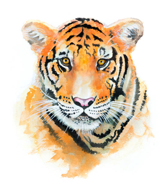 istock Beautiful hand paint watercolor tiger on paper 1316754040