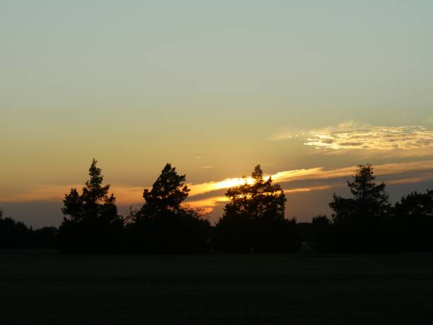 istock Golden skies behind tree silhouettes at sunset 1316754435